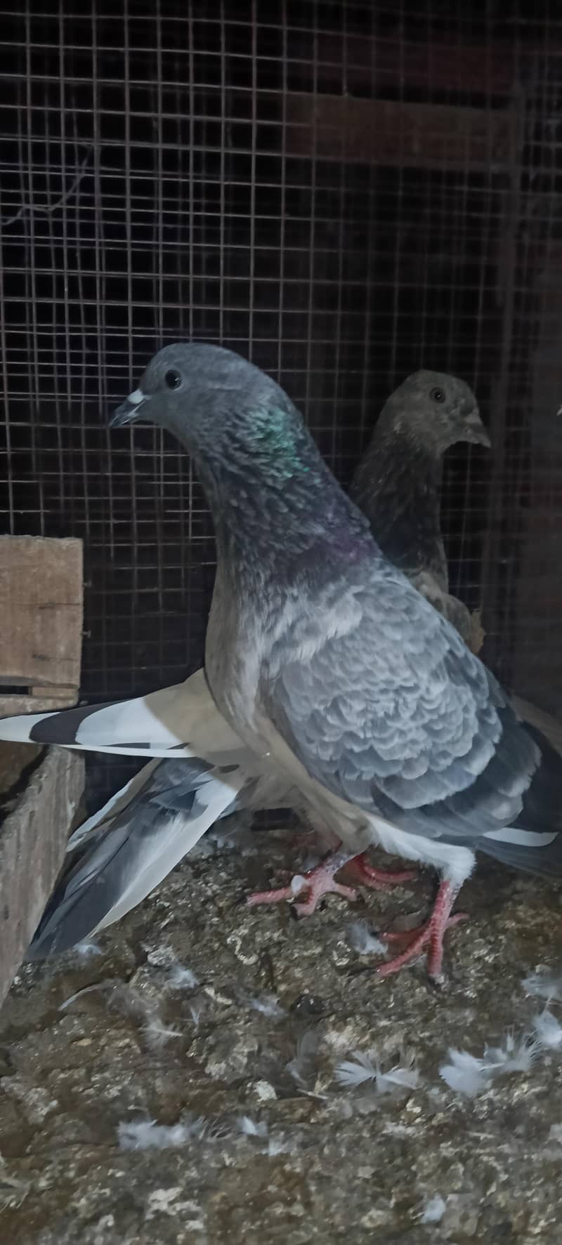 birds 1