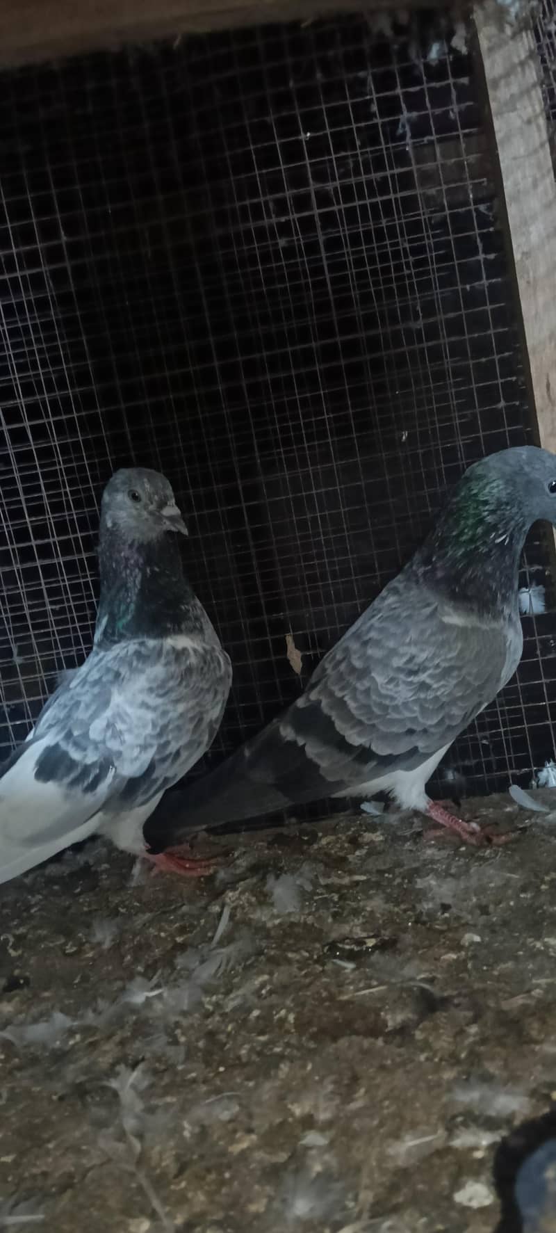 birds 2