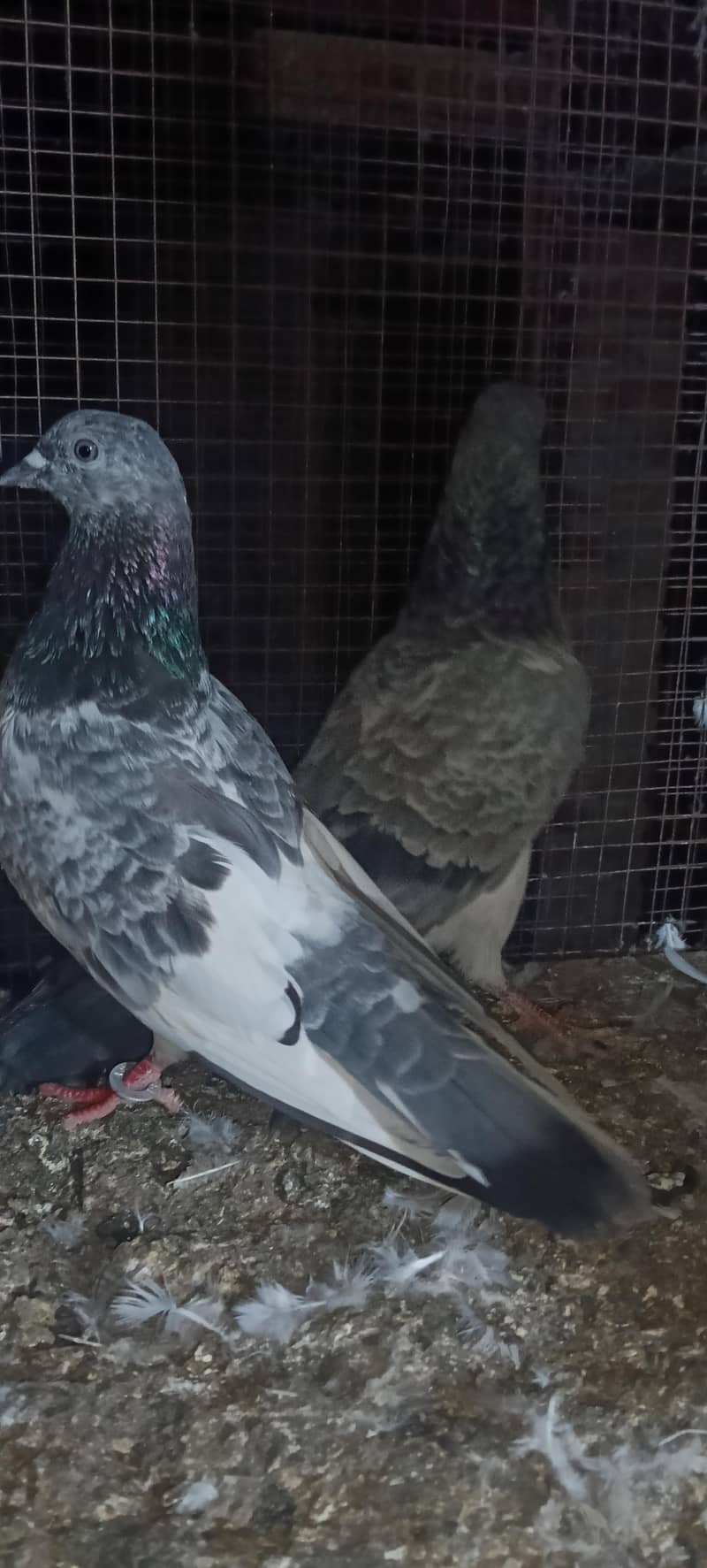 birds 3
