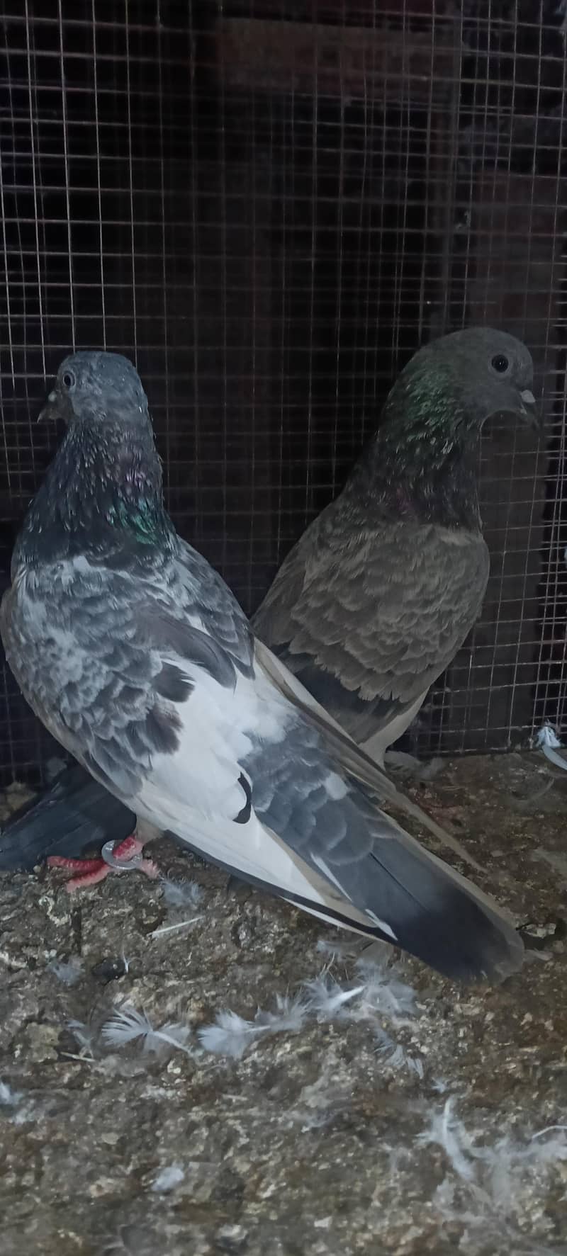 birds 4