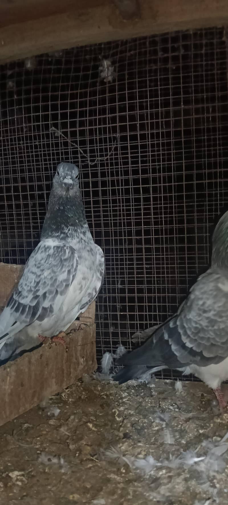 birds 5