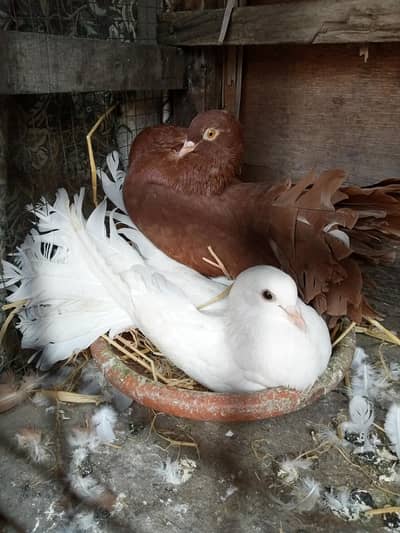 English fantail breeder pair