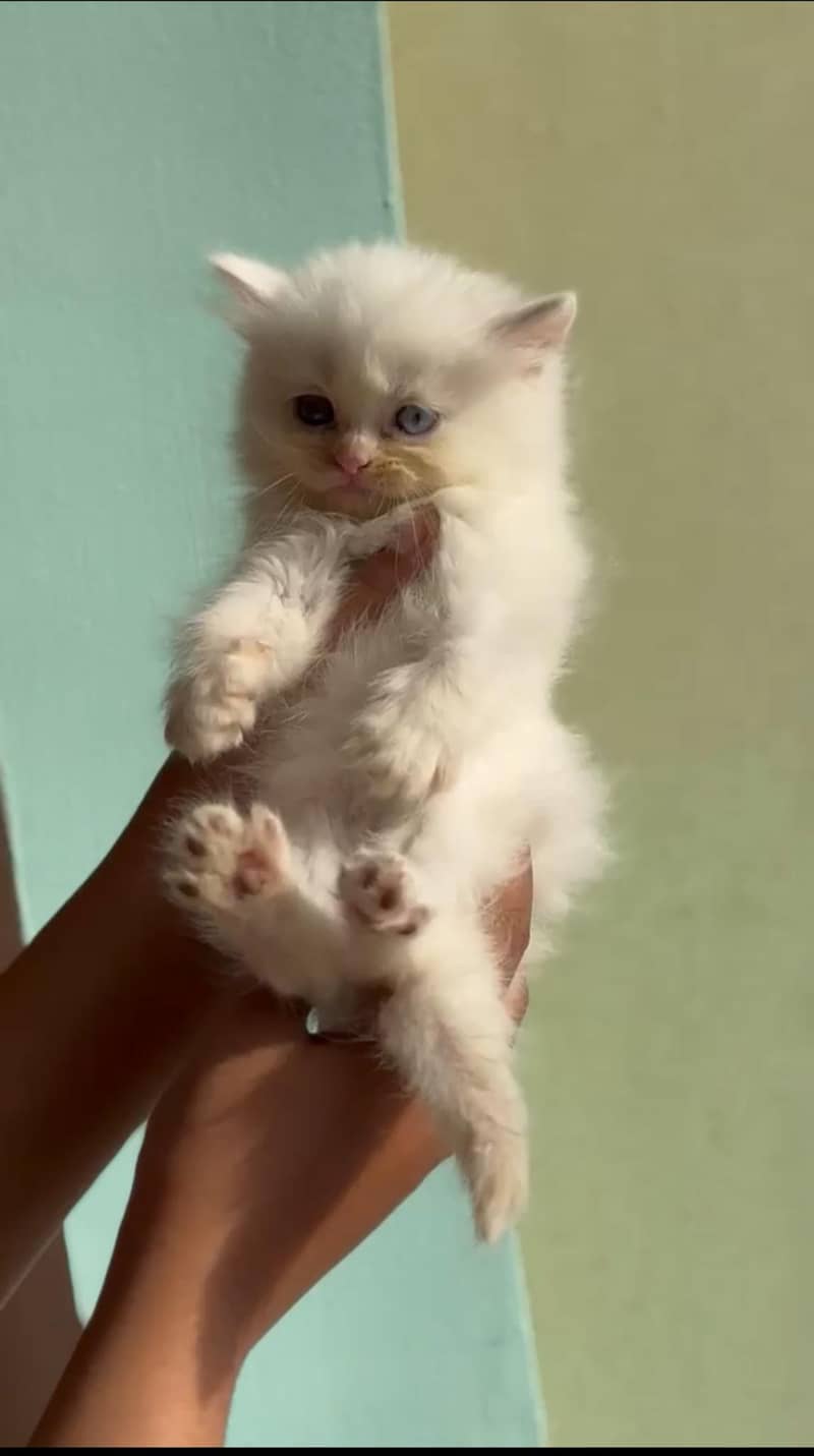 Persian cat 0