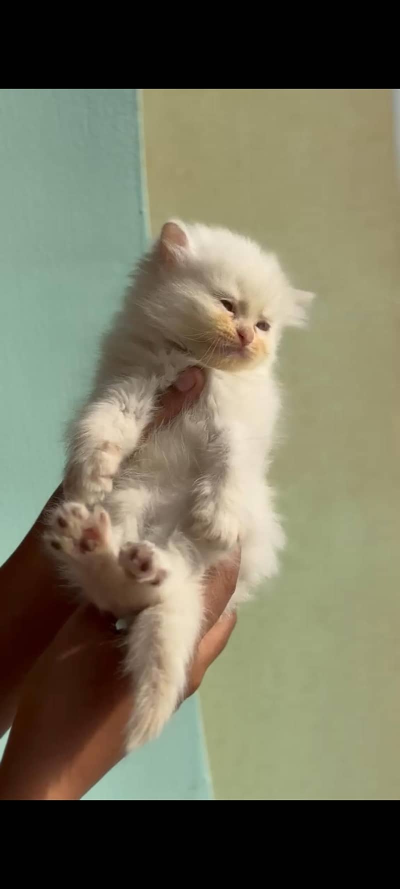 Persian cat 1