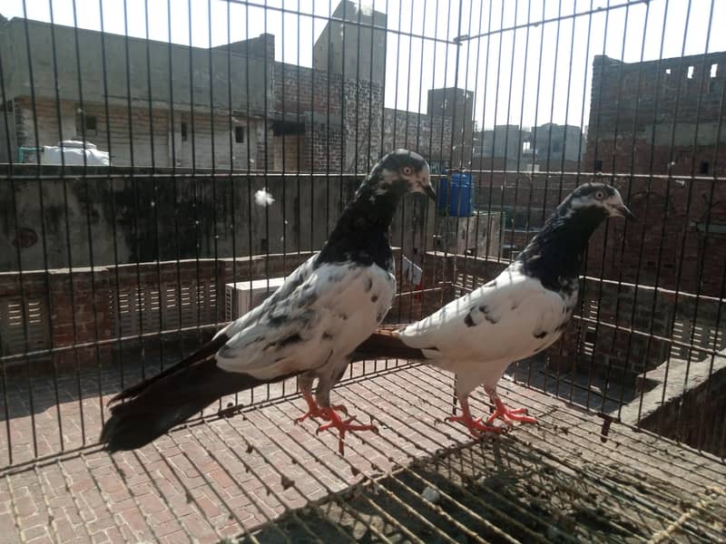 salara tadi pair 1