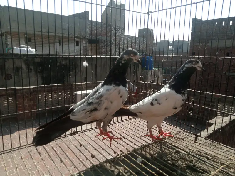 salara tadi pair — photo 2