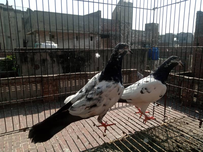 salara tadi pair 2