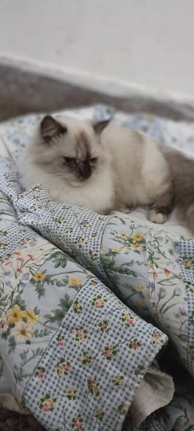 Active and Healthy Playful Cat Available for Good Home