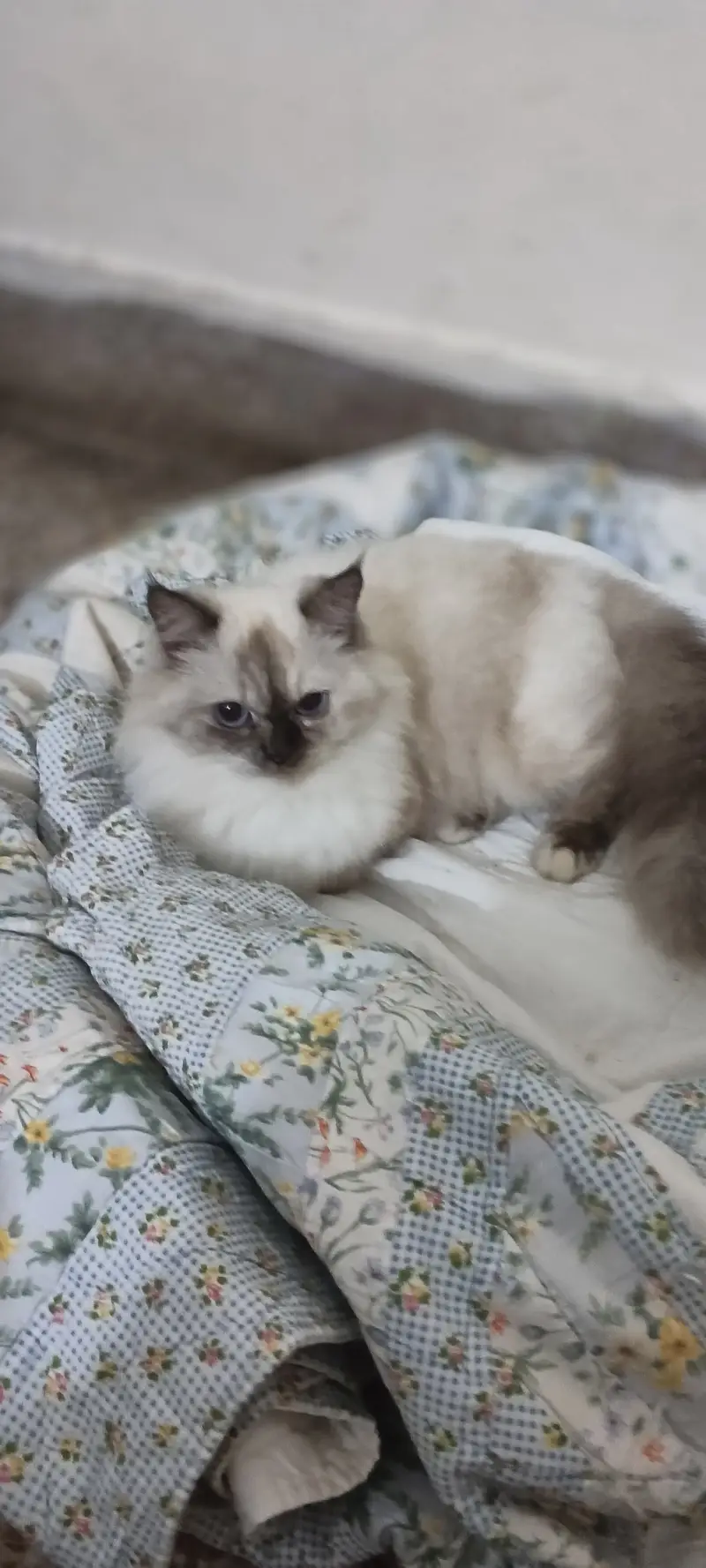 Active and Healthy Playful Cat Available for Good Home — photo 2