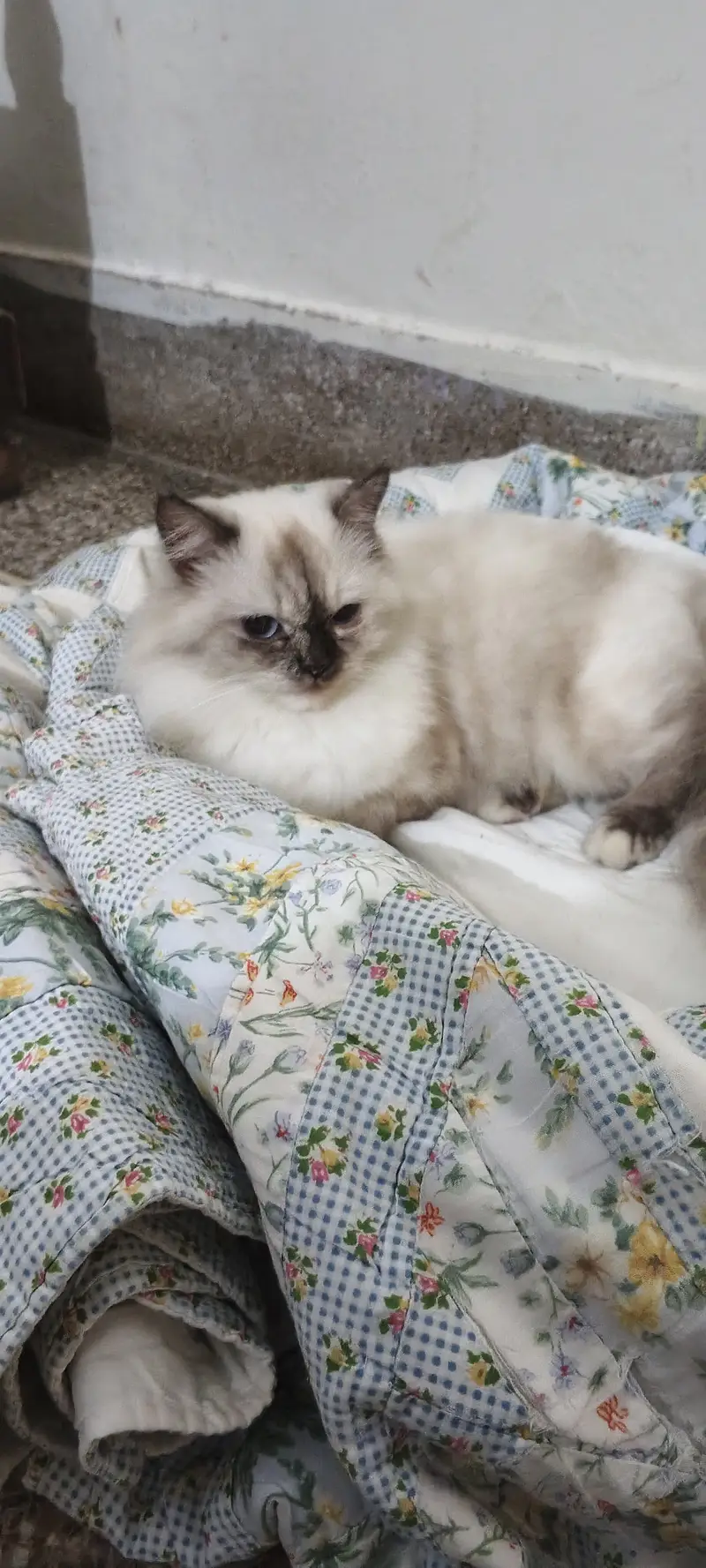 Active and Healthy Playful Cat Available for Good Home — photo 3