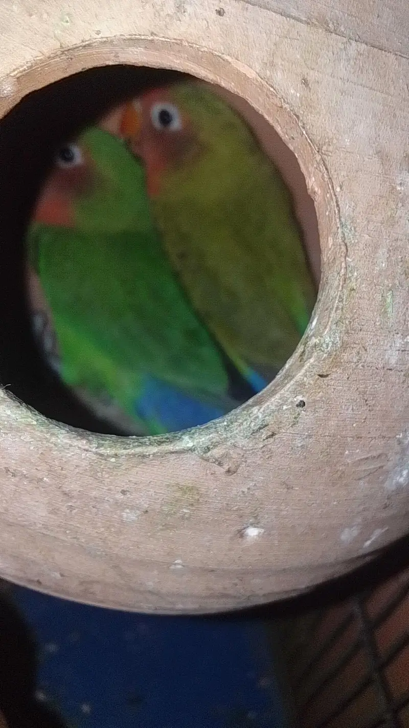 Love bird and three Australian bujies — photo 2