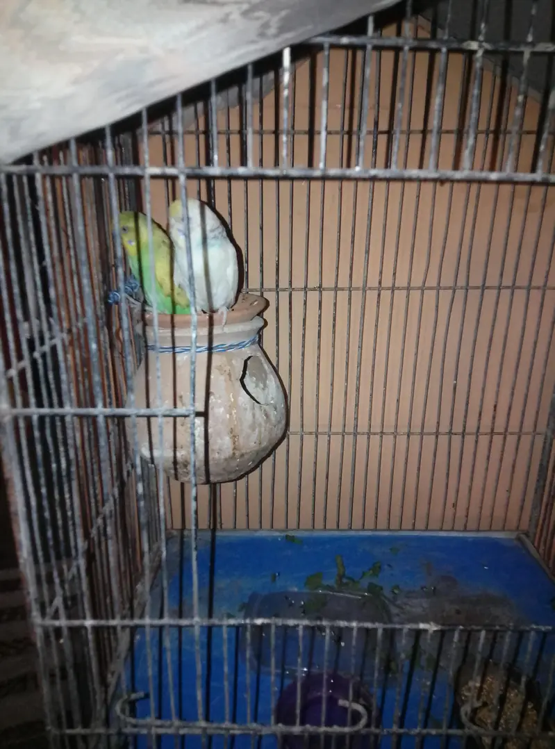 Love bird and three Australian bujies — photo 3