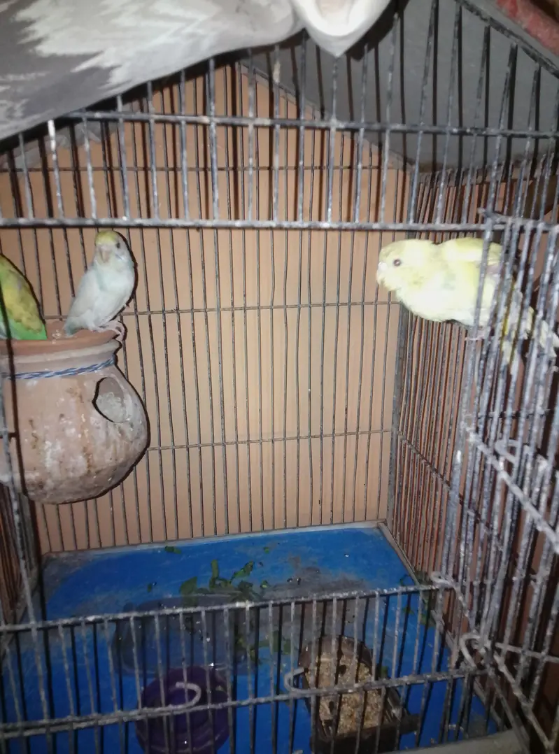 Love bird and three Australian bujies — photo 4
