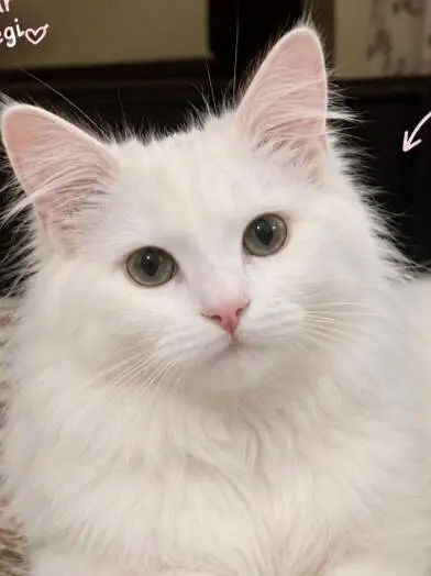 Persian cat with fluffy hair and coloured eyes — photo 2