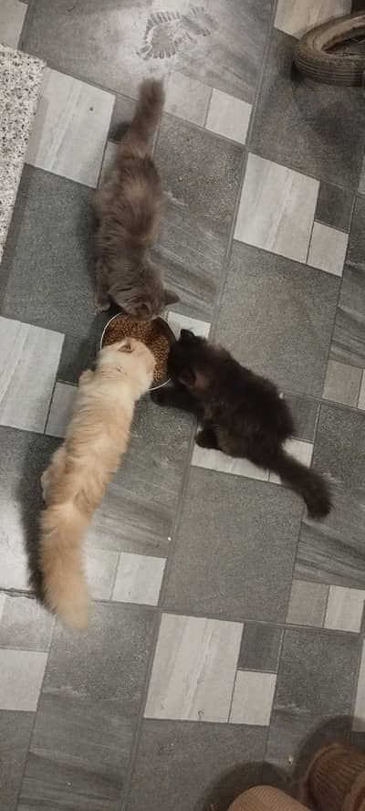 Persian cats