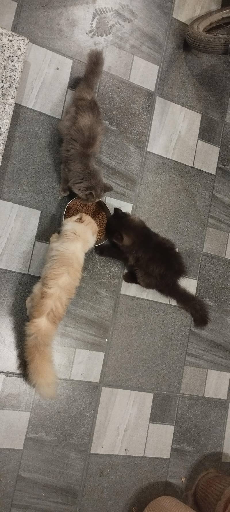 Persian cats 0