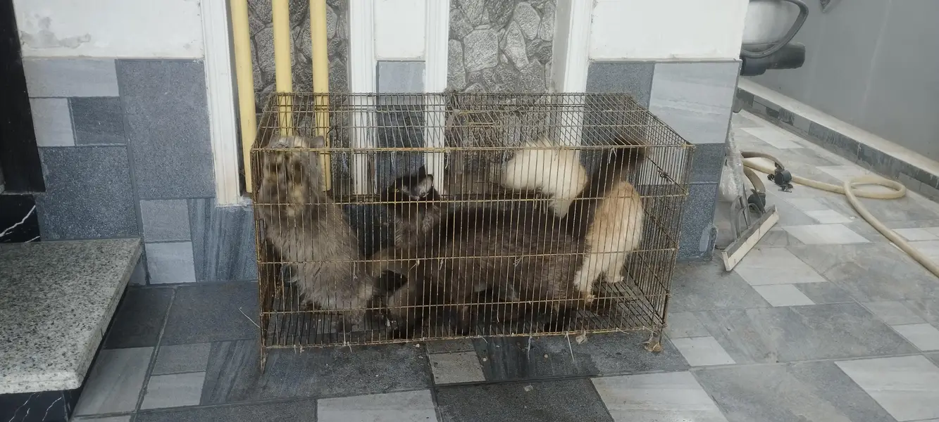 Persian cats — photo 2