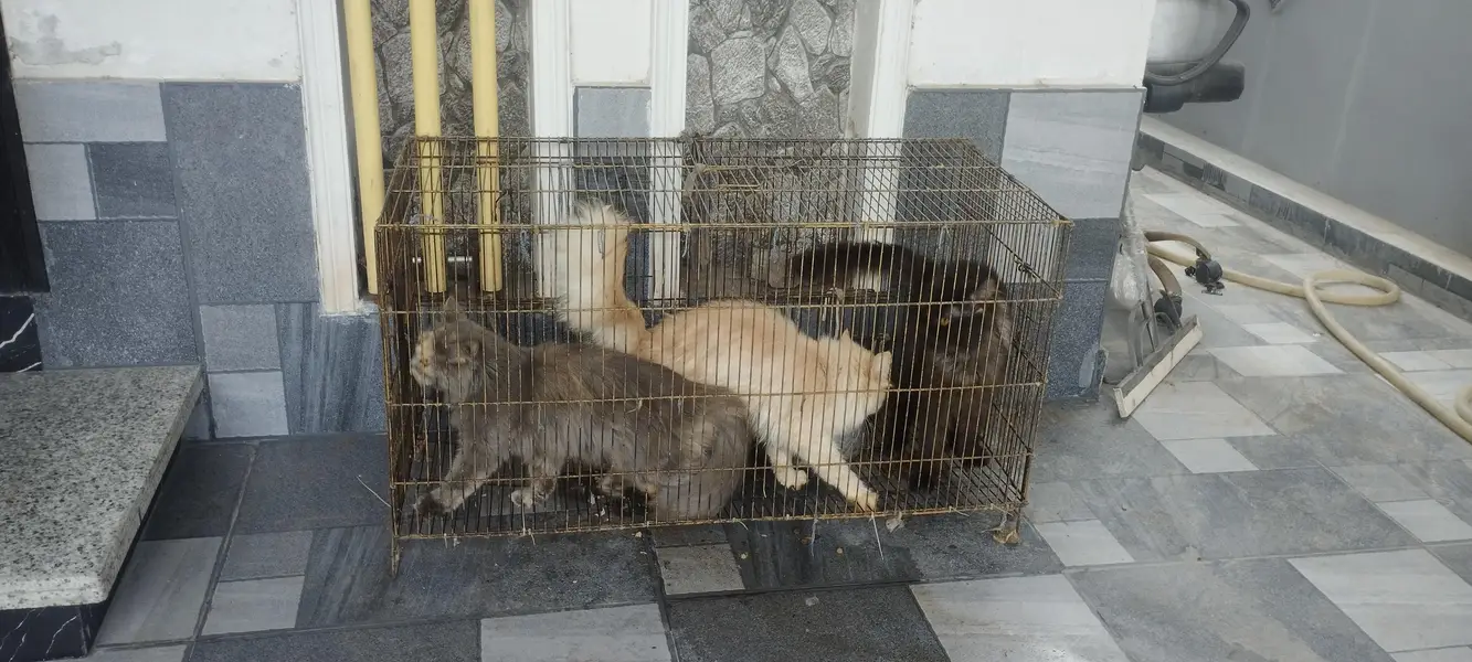 Persian cats — photo 3