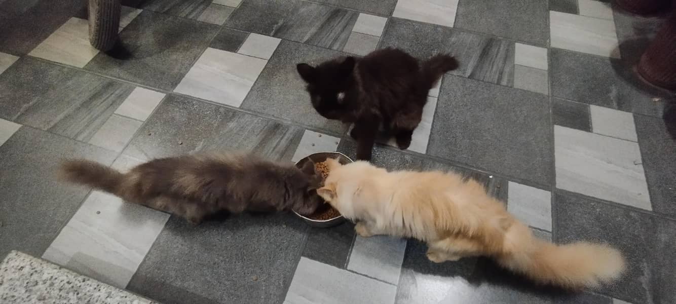 Persian cats 3