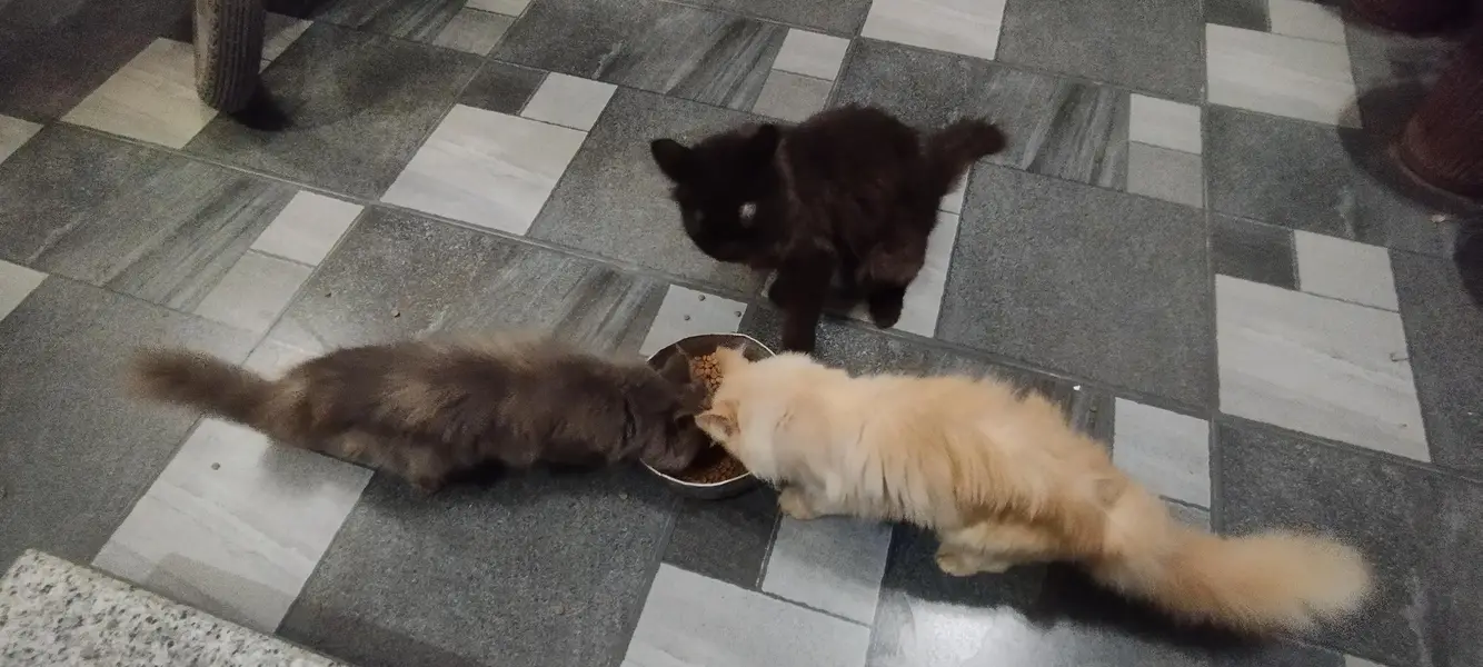 Persian cats — photo 4