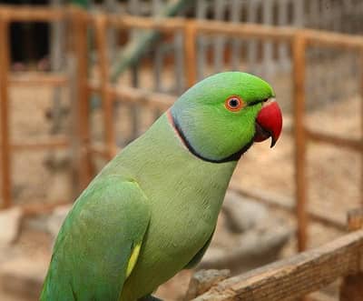 cute talking male parrot face to face bolta ha