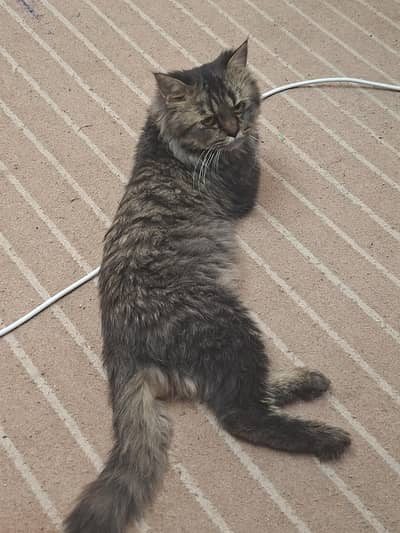 Stray and Persian Mix - Urgent sale