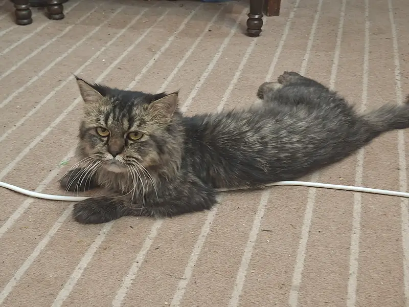 Stray and Persian Mix - Urgent sale — photo 2