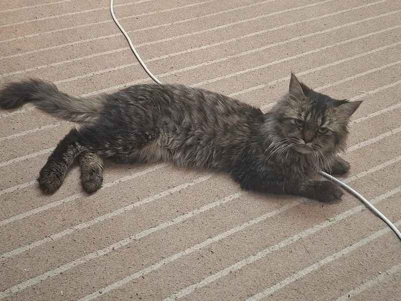 Stray and Persian Mix - Urgent sale — photo 3