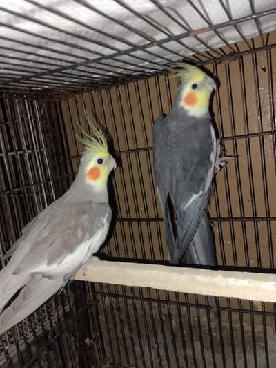 Grey Cocktail pair and love birds for sale