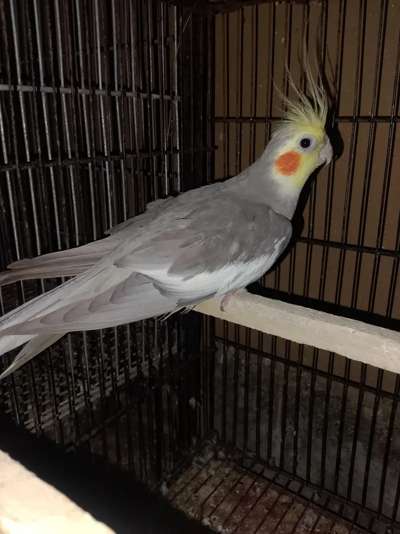 Grey Cocktail pair and love birds for sale — photo 2