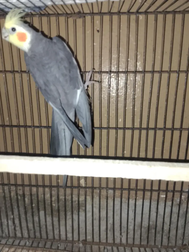 Grey Cocktail pair and love birds for sale — photo 3