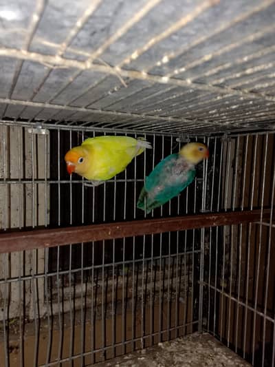 love birds for sale