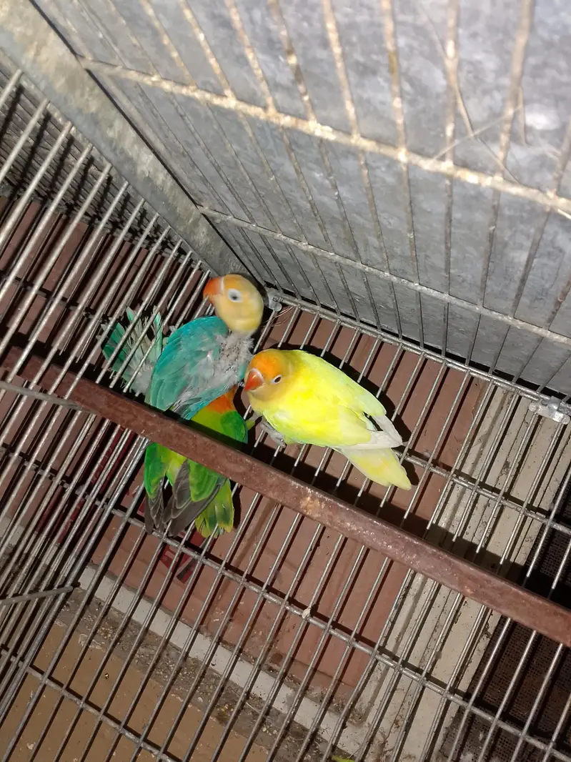 Grey Cocktail pair and love birds for sale — photo 5