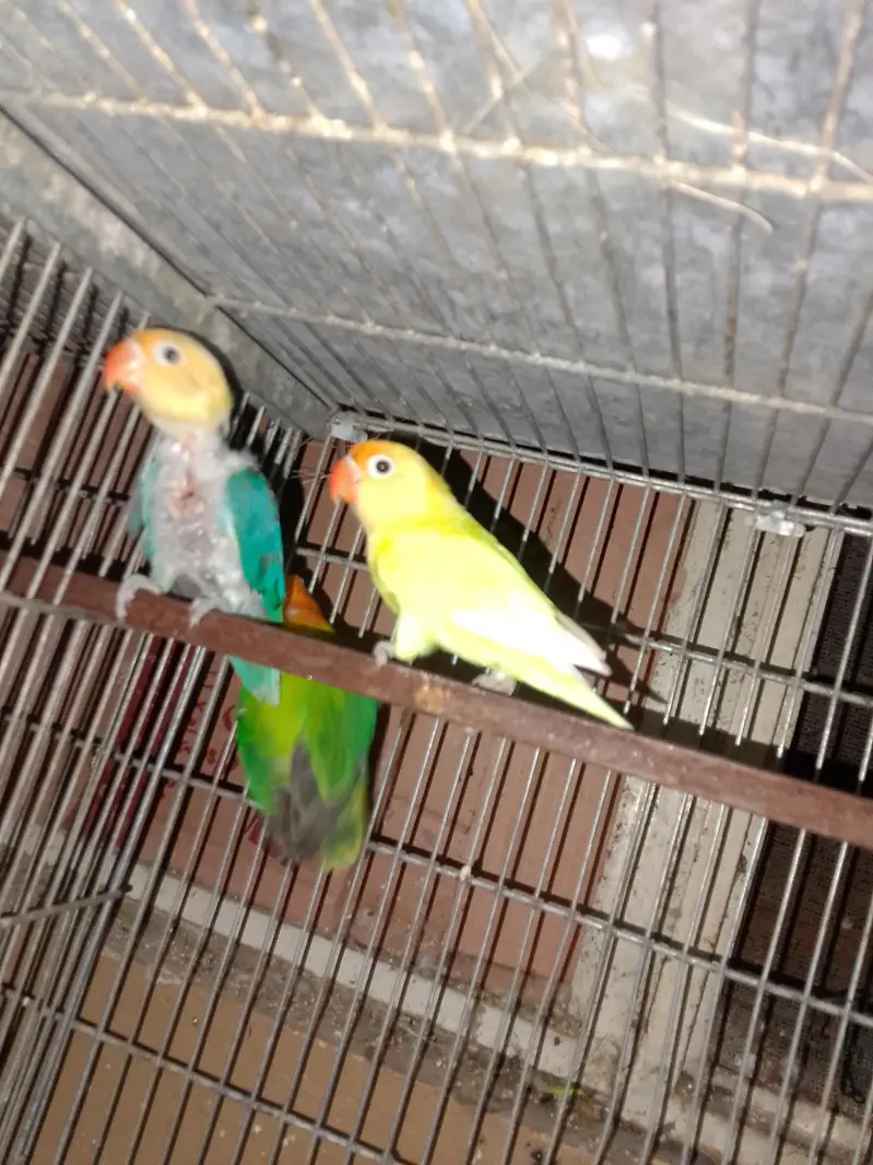 Grey Cocktail pair and love birds for sale — photo 6