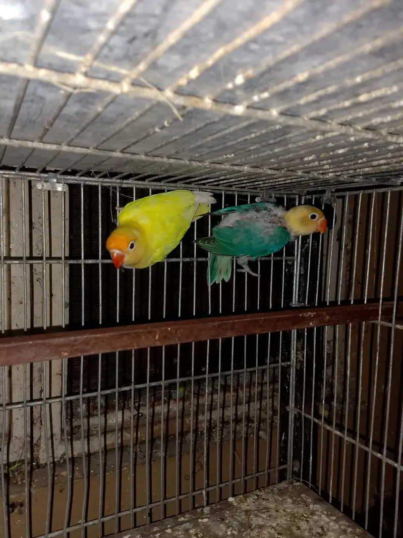 Grey Cocktail pair and love birds for sale — photo 7