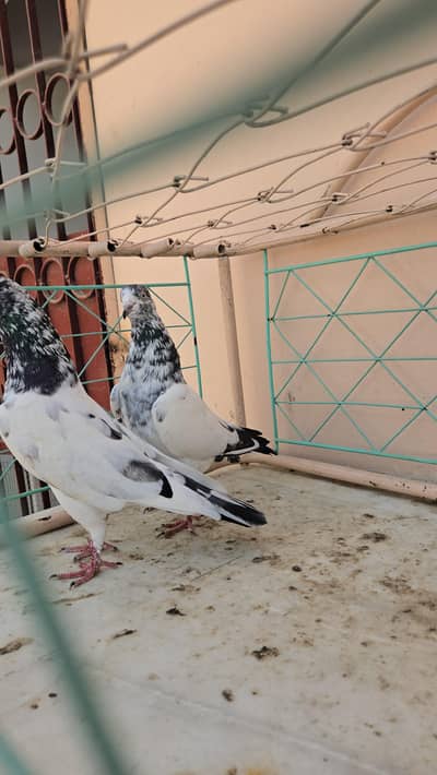 Teddy patthy/Teddi 8kali/kabootar/Pigeon/Pair/Single Female Male.