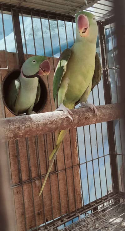 wildlife registered Raw Parrot Breeder Pair - with Original Documents