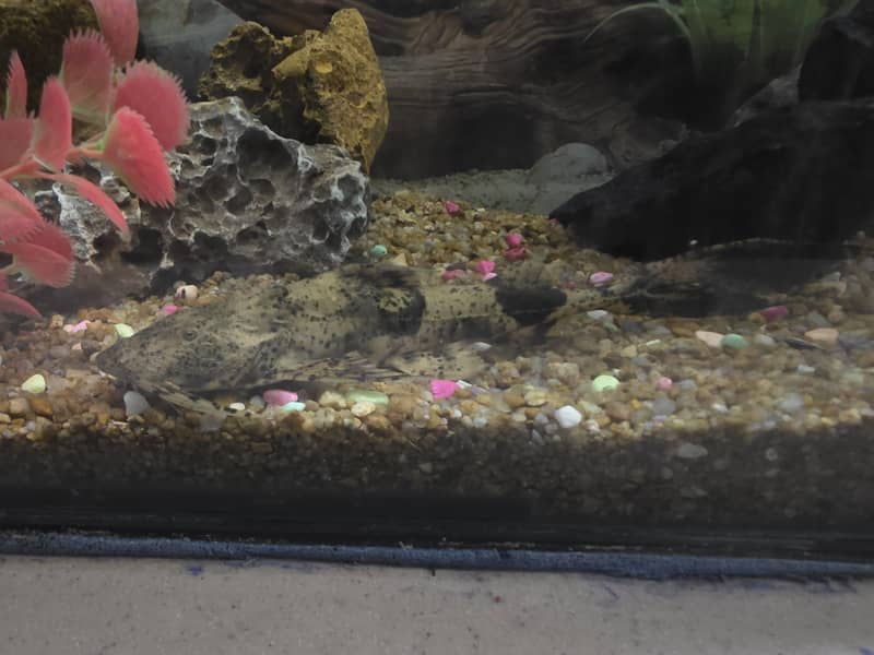 gooch catfish 1
