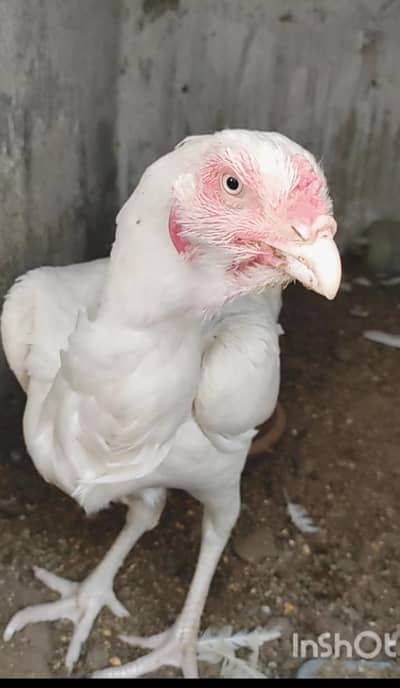 Heera Female