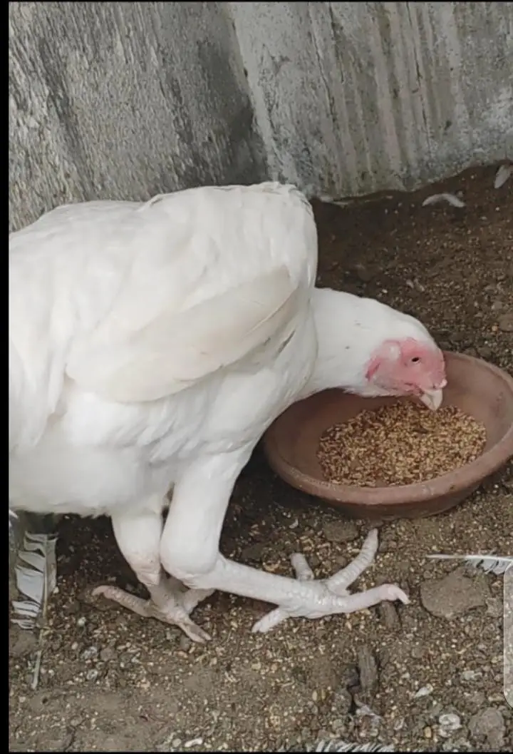 Heera Female — photo 3