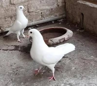 fancy pegion bredaar pair full white 03235552740
