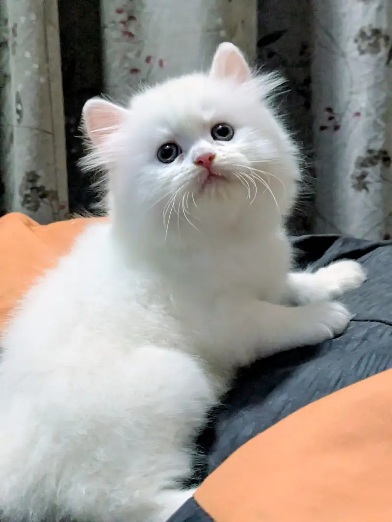 Persian kittens | triple Coat _punch Face| cute white | fluffy cat — photo 4