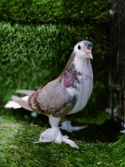sherazi Male  For sale