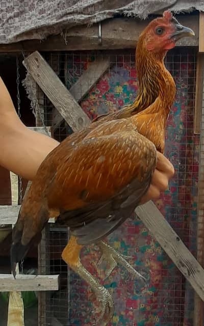 Three Burmi females / Back footer