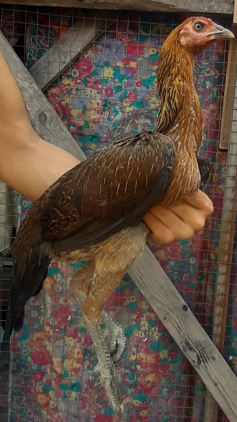 Three Burmi females / Back footer — photo 3
