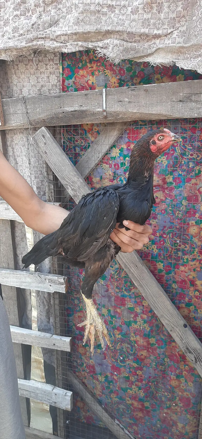 Three Burmi females / Back footer — photo 5