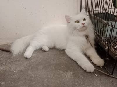 cats young pair