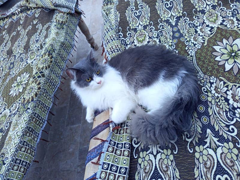 cats young pair 1