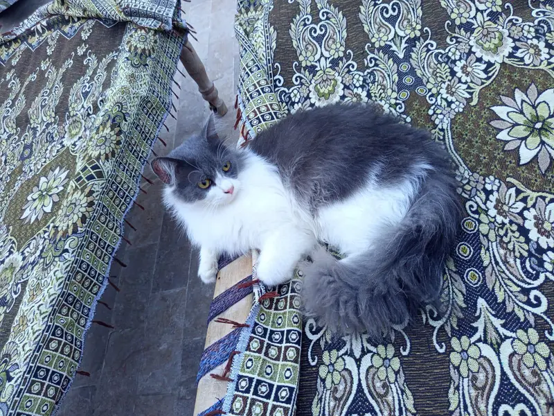 cats young pair — photo 2