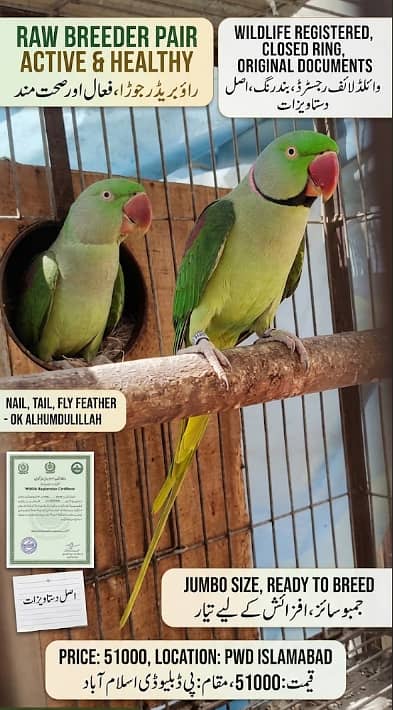 wildlife registered Raw Parrot Breeder Pair - with Original Documents